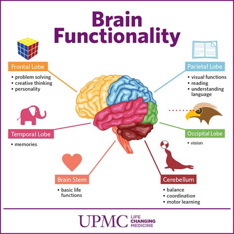 attention and brain function attention and brain function PDF